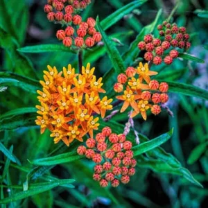 Milkweed Live Plant, 4 Inch Pot – Attracts Monarch Butterflies - Image 3