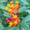 Milkweed Live Plant, 4 Inch Pot – Attracts Monarch Butterflies - Image 1