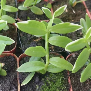 Miniature Dendrobium loddigesii Live Orchid Plant - Variegated, Scented - Image 2