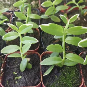 Miniature Dendrobium loddigesii Live Orchid Plant - Variegated, Scented - Image 3