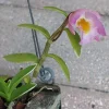 Miniature Dendrobium loddigesii Live Orchid Plant - Variegated, Scented - Image 1