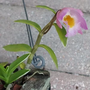 Miniature Dendrobium loddigesii Live Orchid Plant - Variegated, Scented - Image 1