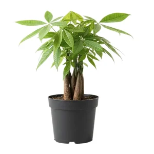 Money Tree Live Plant - 4-7 Inches Tall in 4 Inch Pot - Indoor Houseplant - Image 2