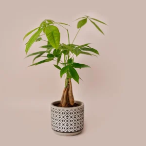 Money Tree Live Plant - 4-7 Inches Tall in 4 Inch Pot - Indoor Houseplant - Image 3