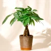 Money Tree Live Plant - 4-7 Inches Tall in 4 Inch Pot - Indoor Houseplant - Image 1