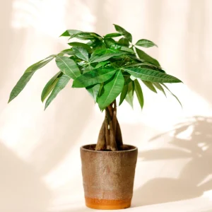 Money Tree Live Plant - 4-7 Inches Tall in 4 Inch Pot - Indoor Houseplant - Image 1