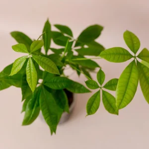 Money Tree Live Plant - 4-7 Inches Tall in 4 Inch Pot - Indoor Houseplant - Image 4