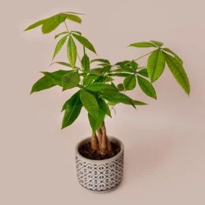 Money Tree Live Plant - 4-7 Inches Tall in 4 Inch Pot - Indoor Houseplant - Image 5
