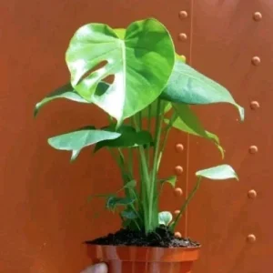 Monstera Deliciosa Live Plant – Iconic Indoor Houseplant - Image 2