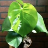 Monstera Deliciosa Live Plant – Iconic Indoor Houseplant - Image 1