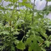 Mugwort Live Plant Starter - Nkoj Ntsuab Herbal Plant, 2.5 inch Pot - Image 1