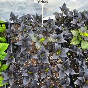 Naga Black Pepper- (1) 2.5 inch pot - Image 2