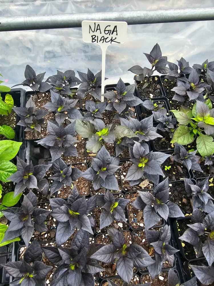 Naga Black Pepper- (1) 2.5 inch pot - Image 2