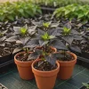 Naga Black Pepper- (1) 2.5 inch pot - Image 1