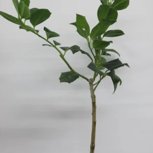 Nellie R. Stevens Holly Live Plant - Evergreen Shrub - 6-12