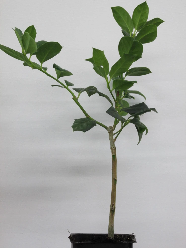 Nellie R. Stevens Holly Live Plant - Evergreen Shrub - 6-12" Tall - 3.5" Pot - Image 3