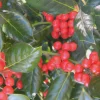 Nellie R. Stevens Holly Live Plant - Evergreen Shrub - 6-12" Tall - 3.5" Pot - Image 1