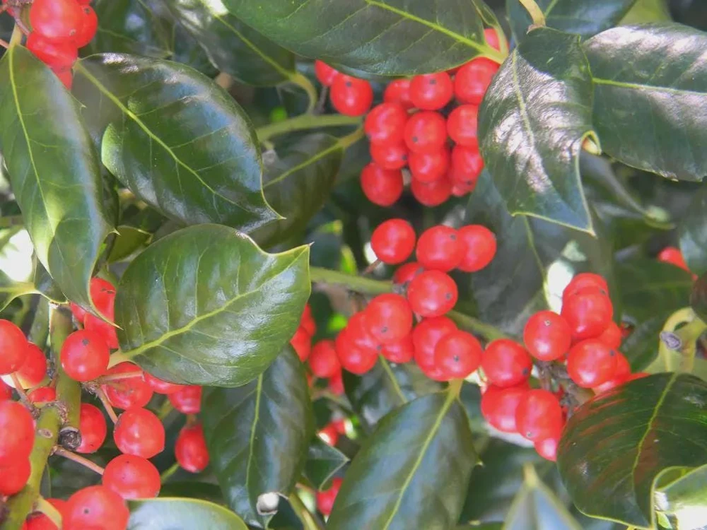 Nellie R. Stevens Holly Live Plant - Evergreen Shrub - 6-12" Tall - 3.5" Pot - Image 1
