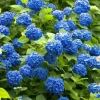 Nikko Blue Hydrangea Live Plant 15-24" Tall, Mophead Big Leaf Hydrangea Shrub, Outdoor - Image 1