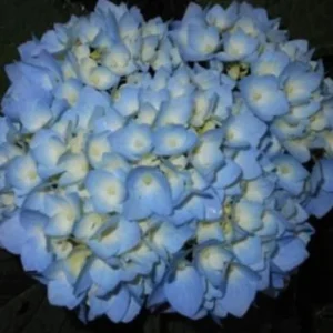 Nikko Blue Hydrangea Live Plant 15-24
