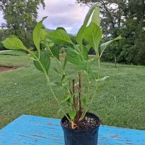 Nikko Blue Hydrangea Live Plant 15-24