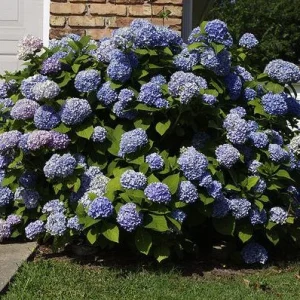 Nikko Blue Hydrangea Live Plant - 2.5