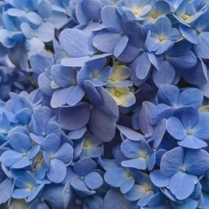 Nikko Blue Hydrangea Live Plant - 2.5