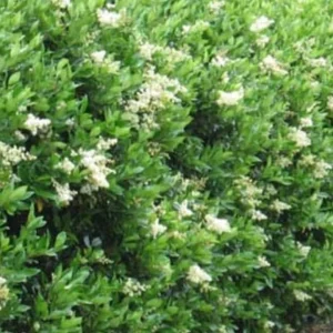 North Privet Hedge Live Plant 12-24" Tall Quart Pot Outdoor Shrub - Image 2