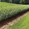North Privet Hedge Live Plant 12-24" Tall Quart Pot Outdoor Shrub - Image 1