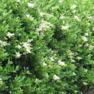 North Privet Hedge Live Plant – 6-12