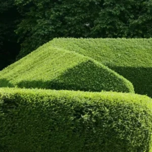 North Privet Hedge Live Plant – 6-12