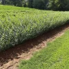 North Privet Hedge Live Plant – 6-12" Tall – 2.5" Pot – Outdoor Shrub - Image 1
