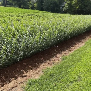 North Privet Hedge Live Plant – 6-12