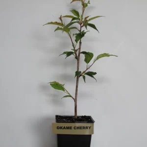 Okame Flowering Cherry Tree – Live Plant – 3-Pack – 6-10" Tall – 2.5" Pot – Outdoor - Image 2