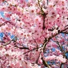 Okame Flowering Cherry Tree – Live Plant – 3-Pack – 6-10" Tall – 2.5" Pot – Outdoor - Image 1