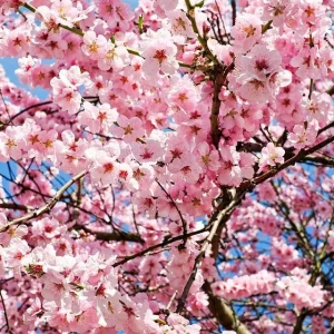Okame Flowering Cherry Tree – Live Plant – 3-Pack – 6-10" Tall – 2.5" Pot – Outdoor - Image 1