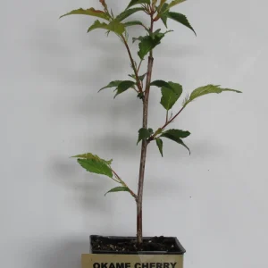 Okame Flowering Cherry Tree Live Plant – 6-10