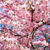Okame Flowering Cherry Tree Live Plant – 6-10" Tall in 2.5" Pot – Outdoor - Image 1