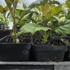 Okinawa Spinach Live Plant - Tshuaj Rog Liab Starter Plant, 2.5 inch Pot, Edible Herb - Image 1