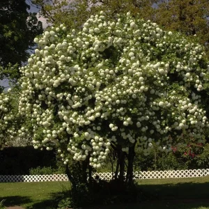 Old Fashion Snowball Viburnum Live Plant – 1 Gallon Container – 18-24