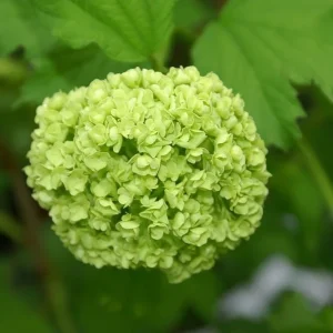 Old Fashion Snowball Viburnum Live Plant – 1 Gallon Container – 18-24