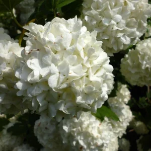 Old Fashion Snowball Viburnum Live Plant – 1 Gallon Container – 18-24