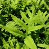Onoclea Sensibilis Fern Live Plant - Native Sensitive Fern 5.25" Pot - Image 1