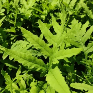 Onoclea Sensibilis Fern Live Plant - Native Sensitive Fern 5.25