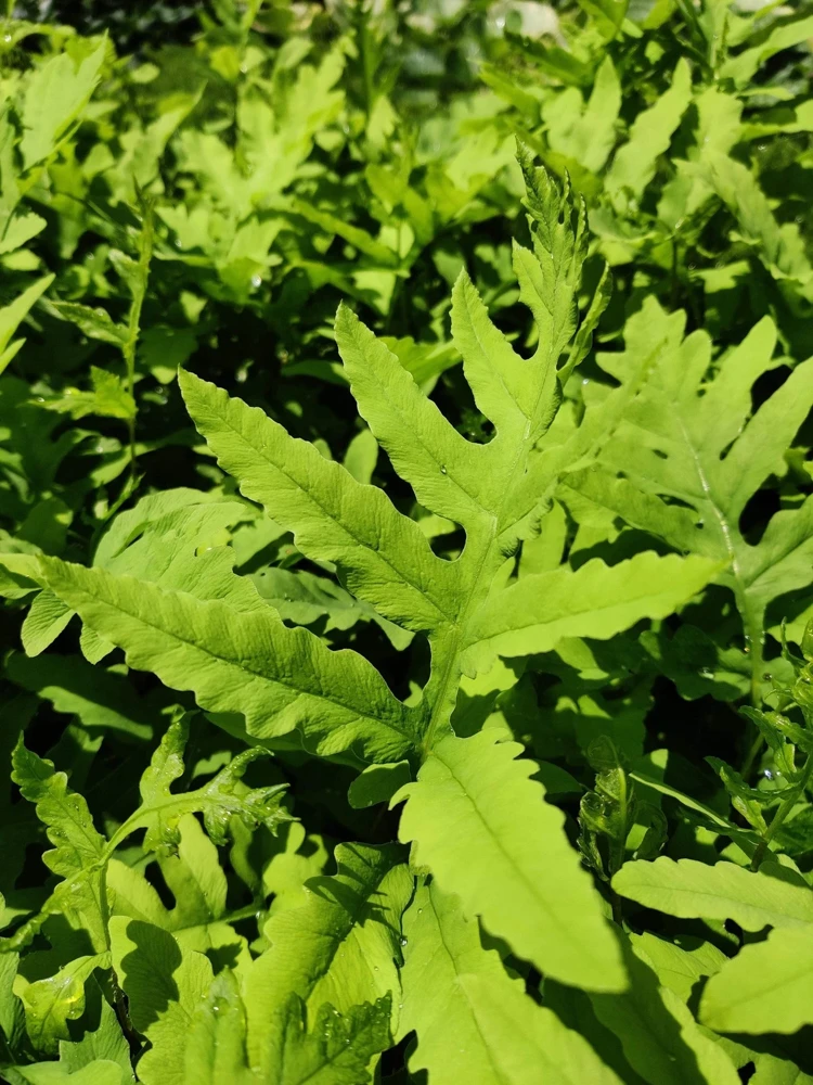 Onoclea Sensibilis Fern Live Plant - Native Sensitive Fern 5.25" Pot - Image 1