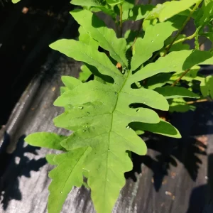 Onoclea Sensibilis Fern Live Plant - Native Sensitive Fern 5.25