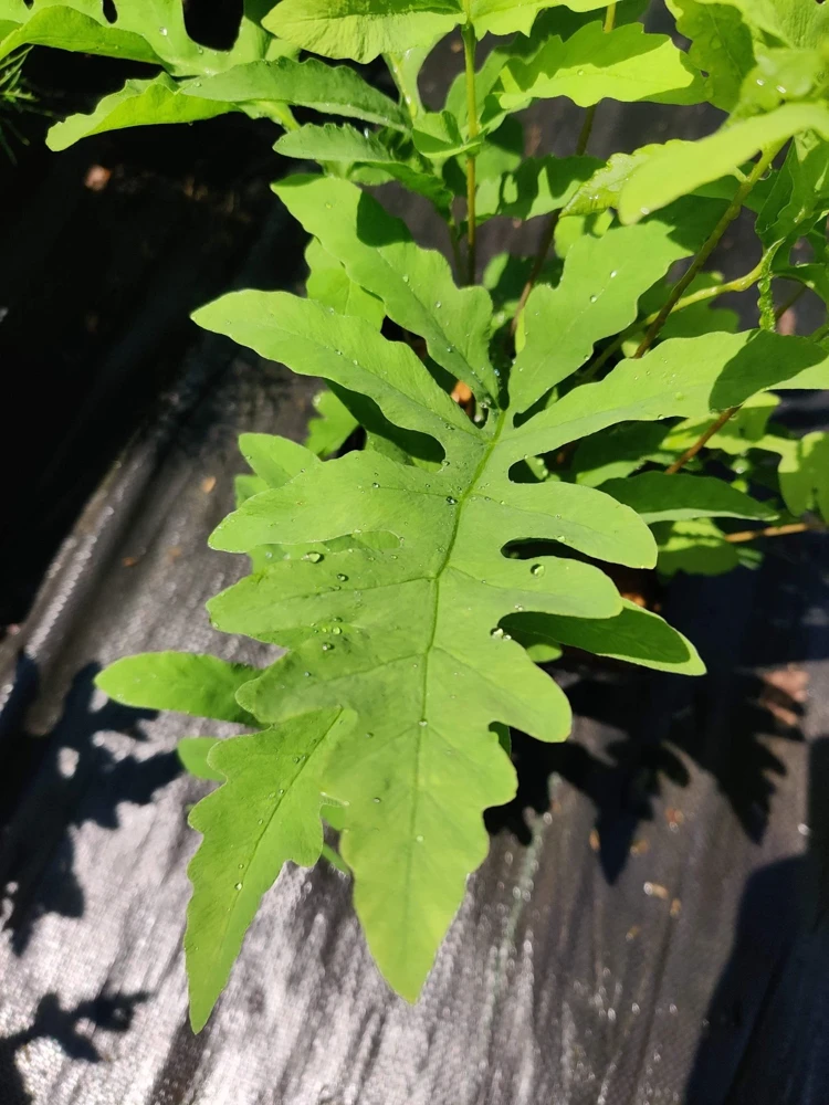 Onoclea Sensibilis Fern Live Plant - Native Sensitive Fern 5.25" Pot - Image 2