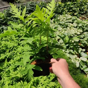 Onoclea Sensibilis Fern Live Plant - Native Sensitive Fern 5.25