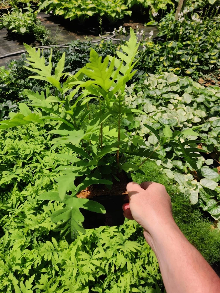Onoclea Sensibilis Fern Live Plant - Native Sensitive Fern 5.25" Pot - Image 3