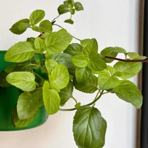 Orange Mint Live Plant - 3.5 Inch Pot, 5 Inches Tall Herb for Indoor/Outdoor - Image 4